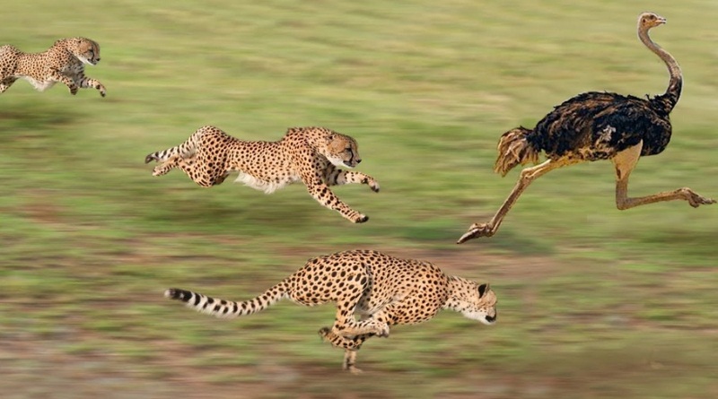  Fastest Land Animal On Earth - Cheetah Compilation