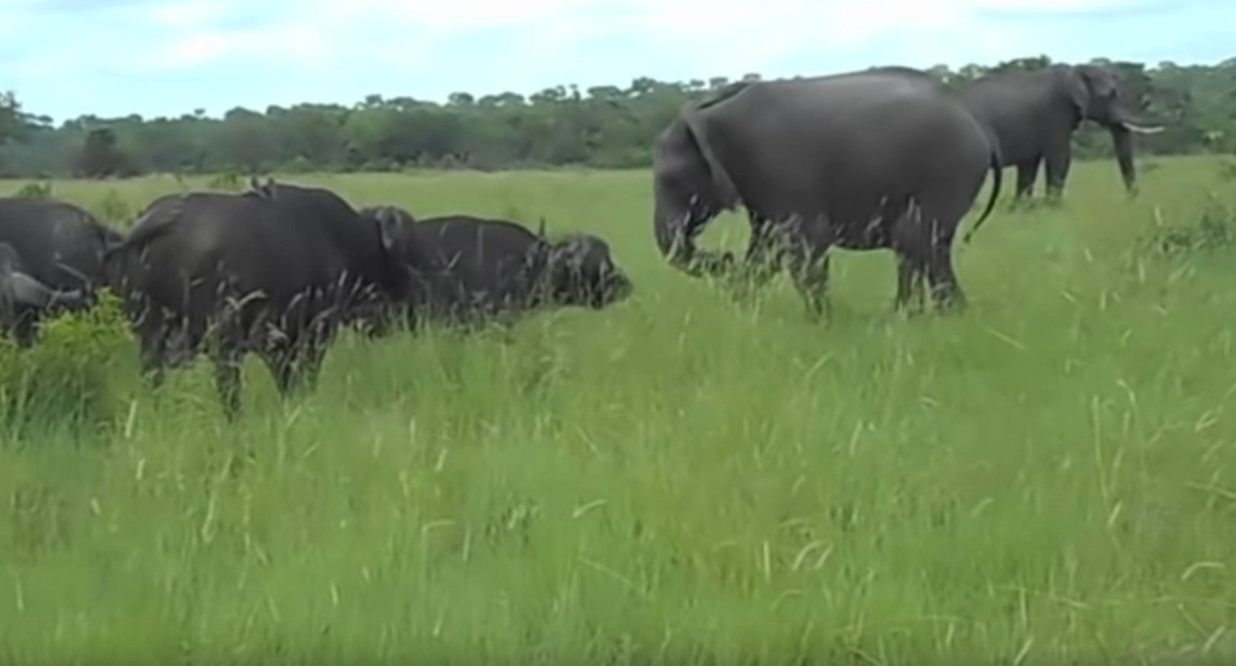 Elephant Vs Buffalo Funny Encounter