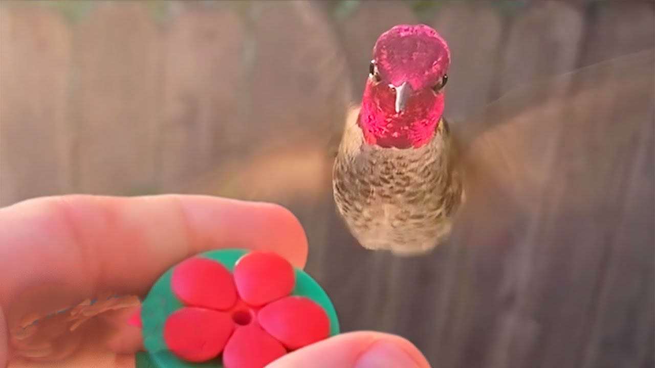 A guy is visited by his hummingbird friend nearly every day