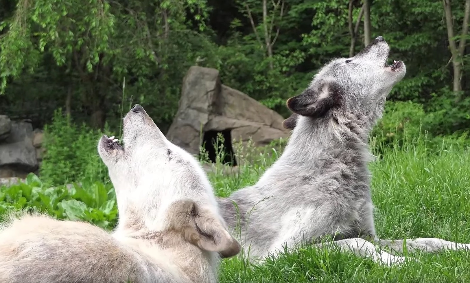 Beautiful Wolves Howling