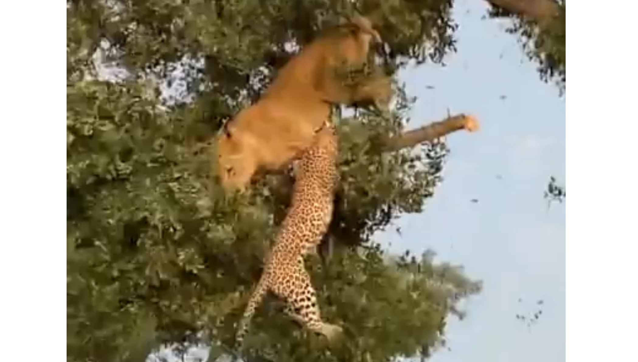 Leopard & Lion Fight For Food In The Tree