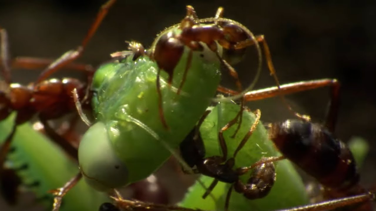 Praying Mantis Vs Ant Swarm
