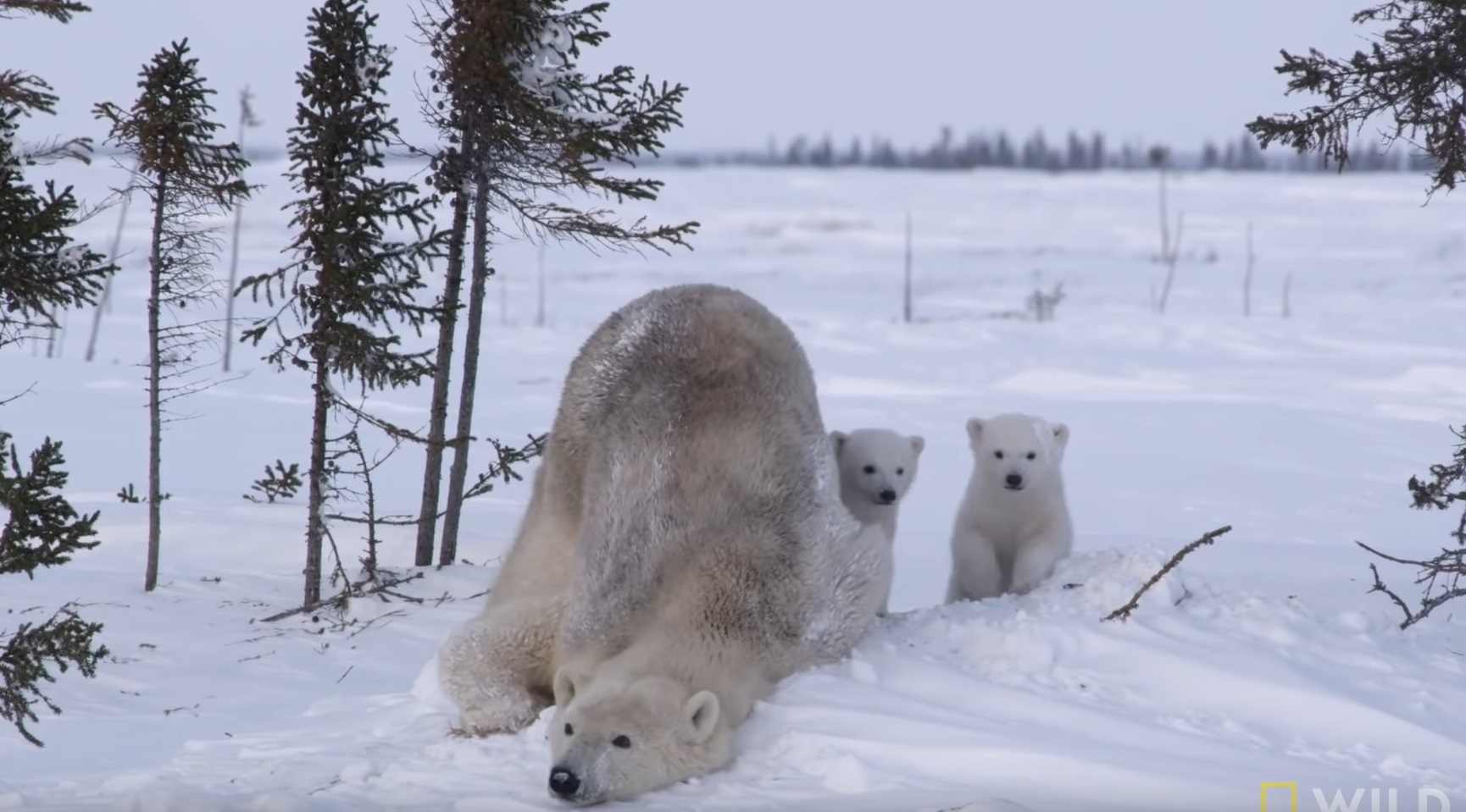 Polar Bear Family Emerge From Den