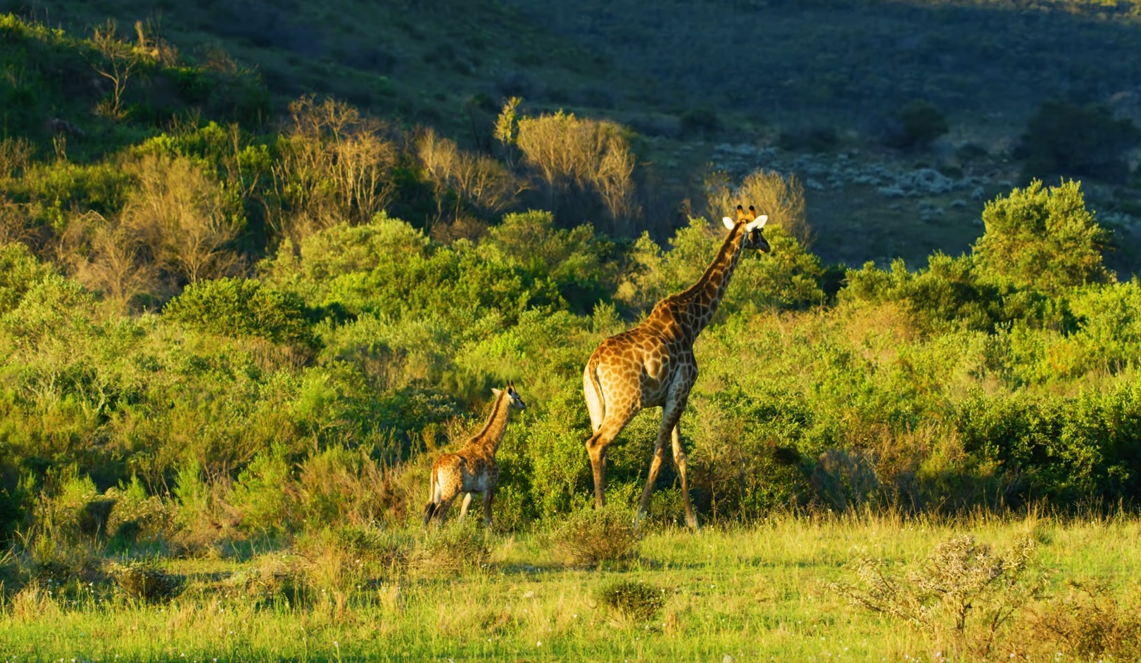 Wildlife of Gondwana Game Reserve