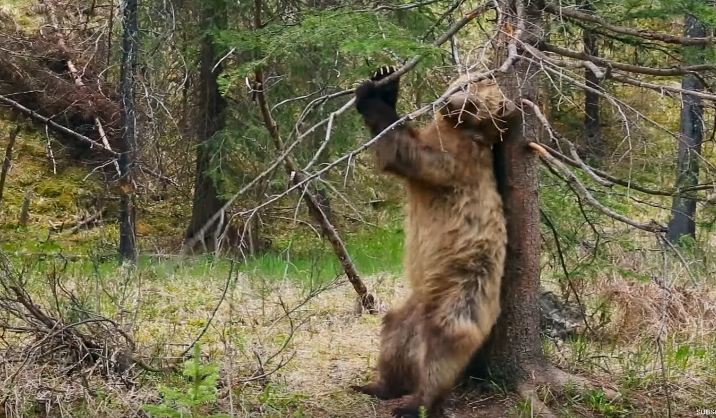 Bears Scratching Their Backs On  Trees