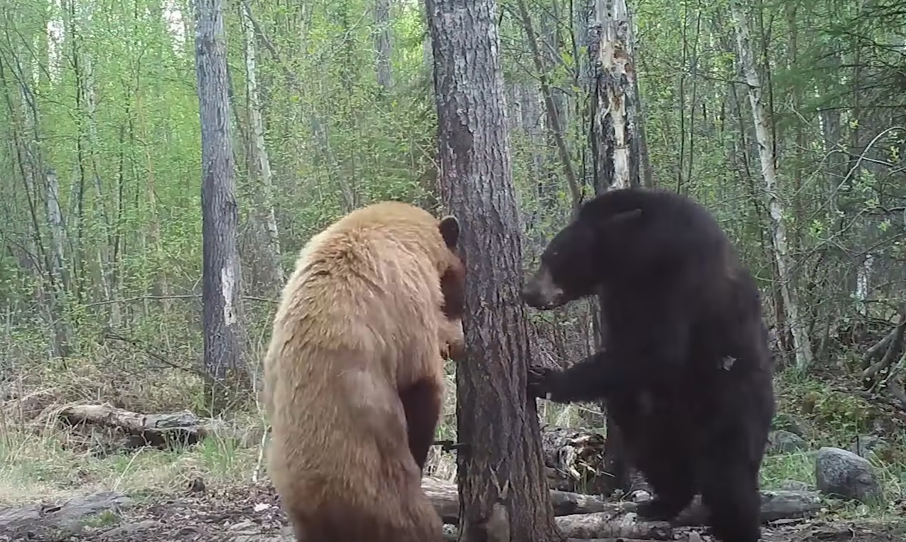 Bears Stand Off