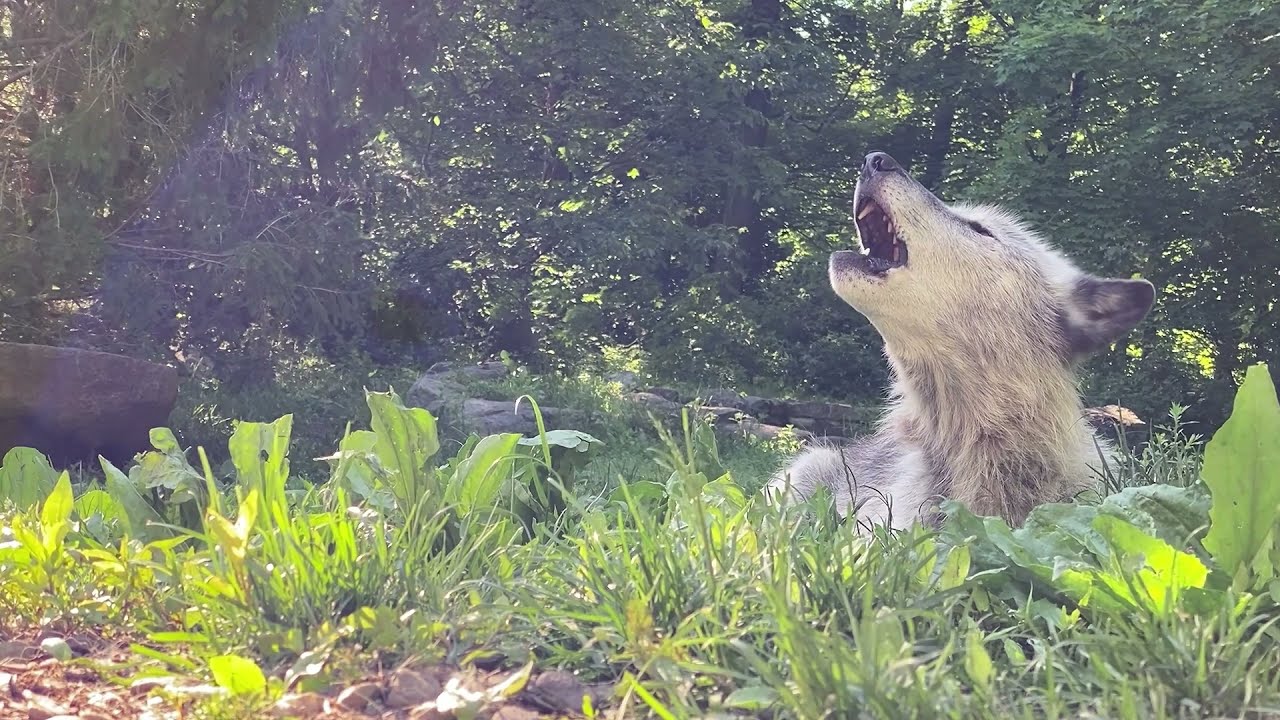 Beautiful Wolf Howl