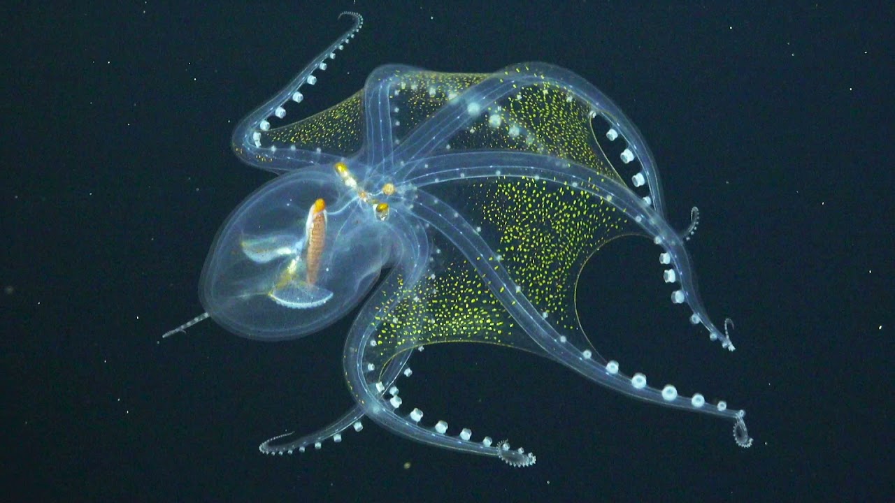 Glass Octopus Rare Footage