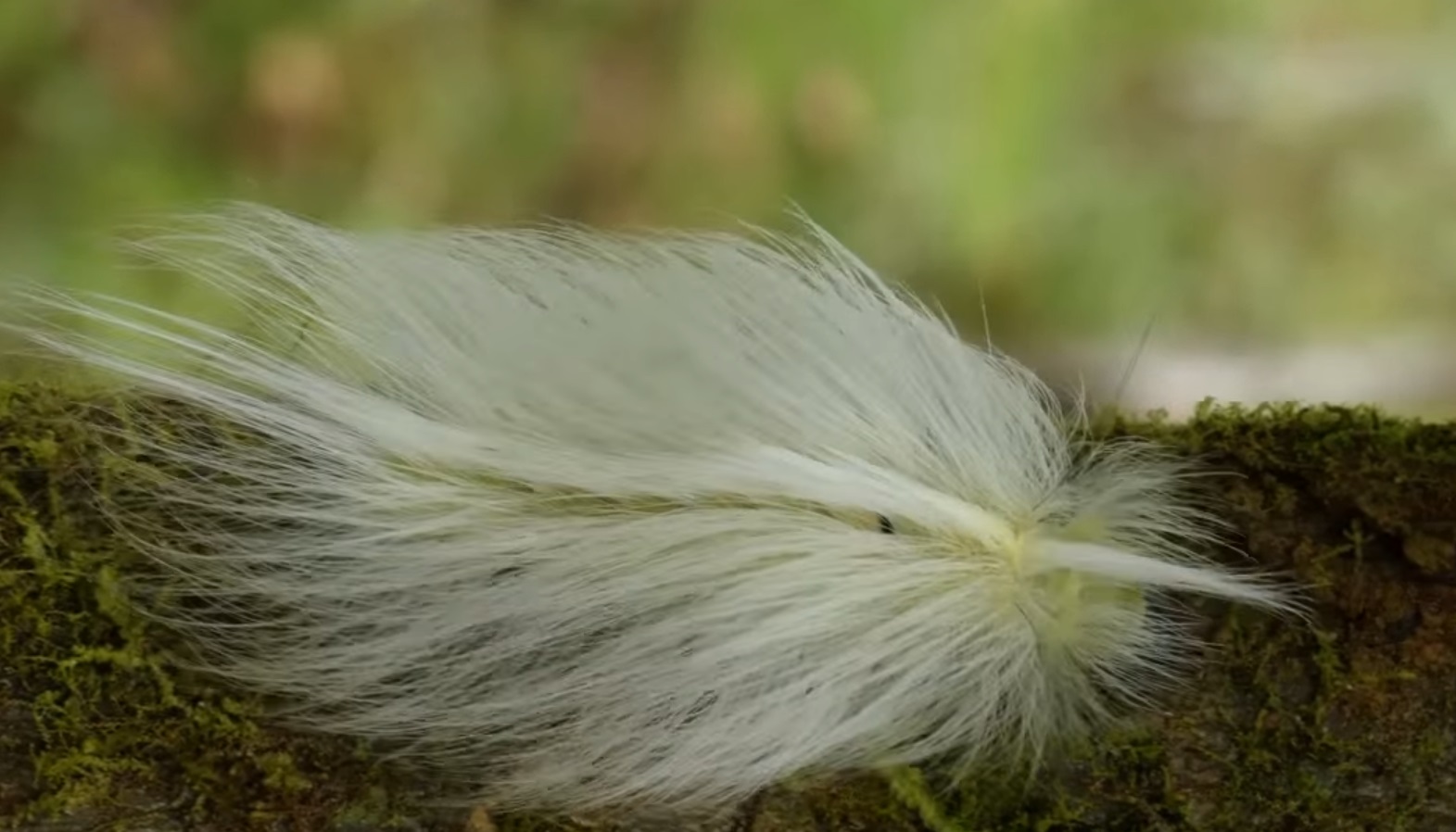 Caterpillar Disguised As Feather