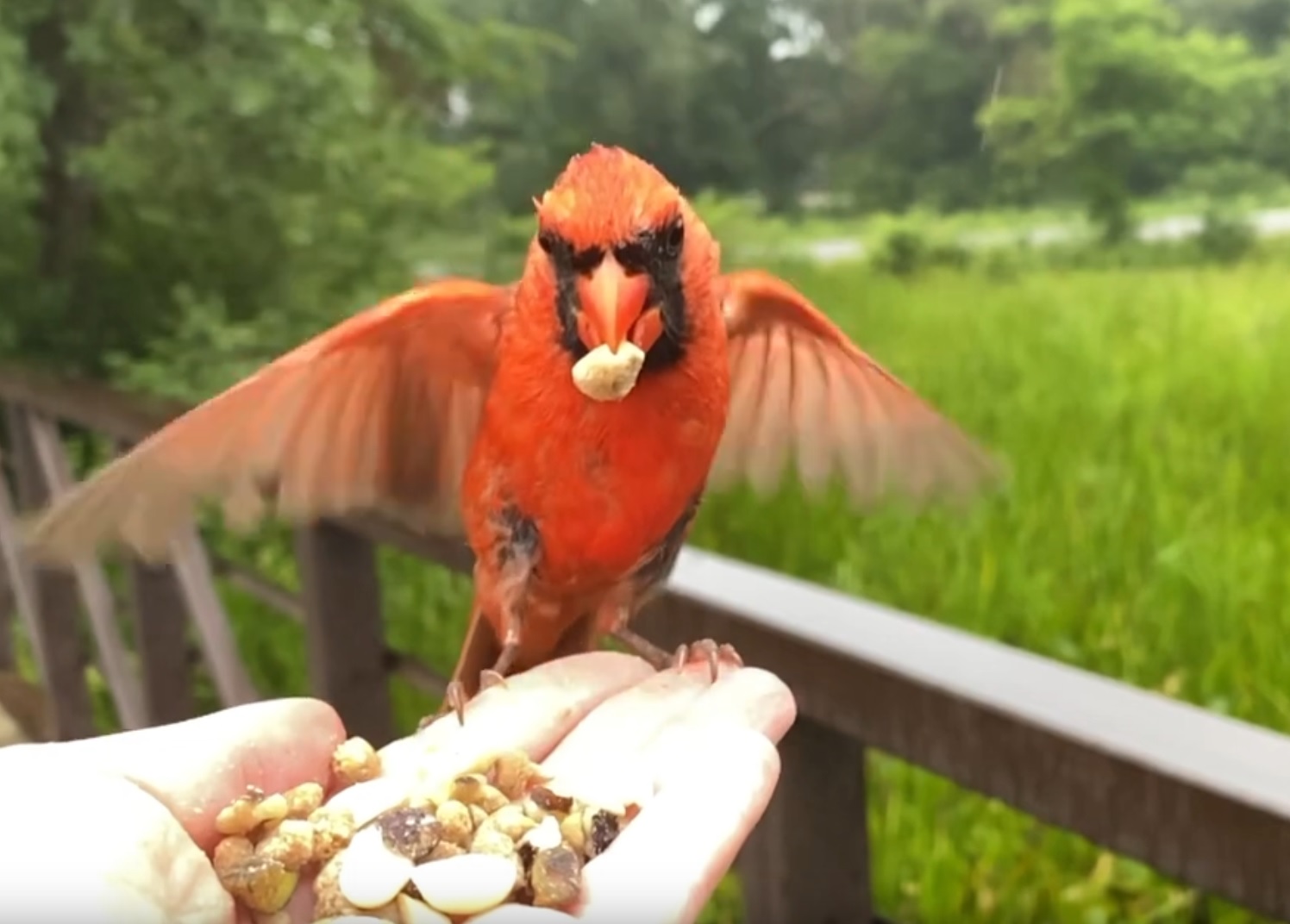 Hand-feeding Northern Cardinal
