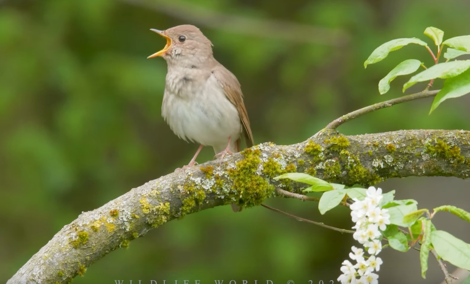 Nightingale Singing Birds