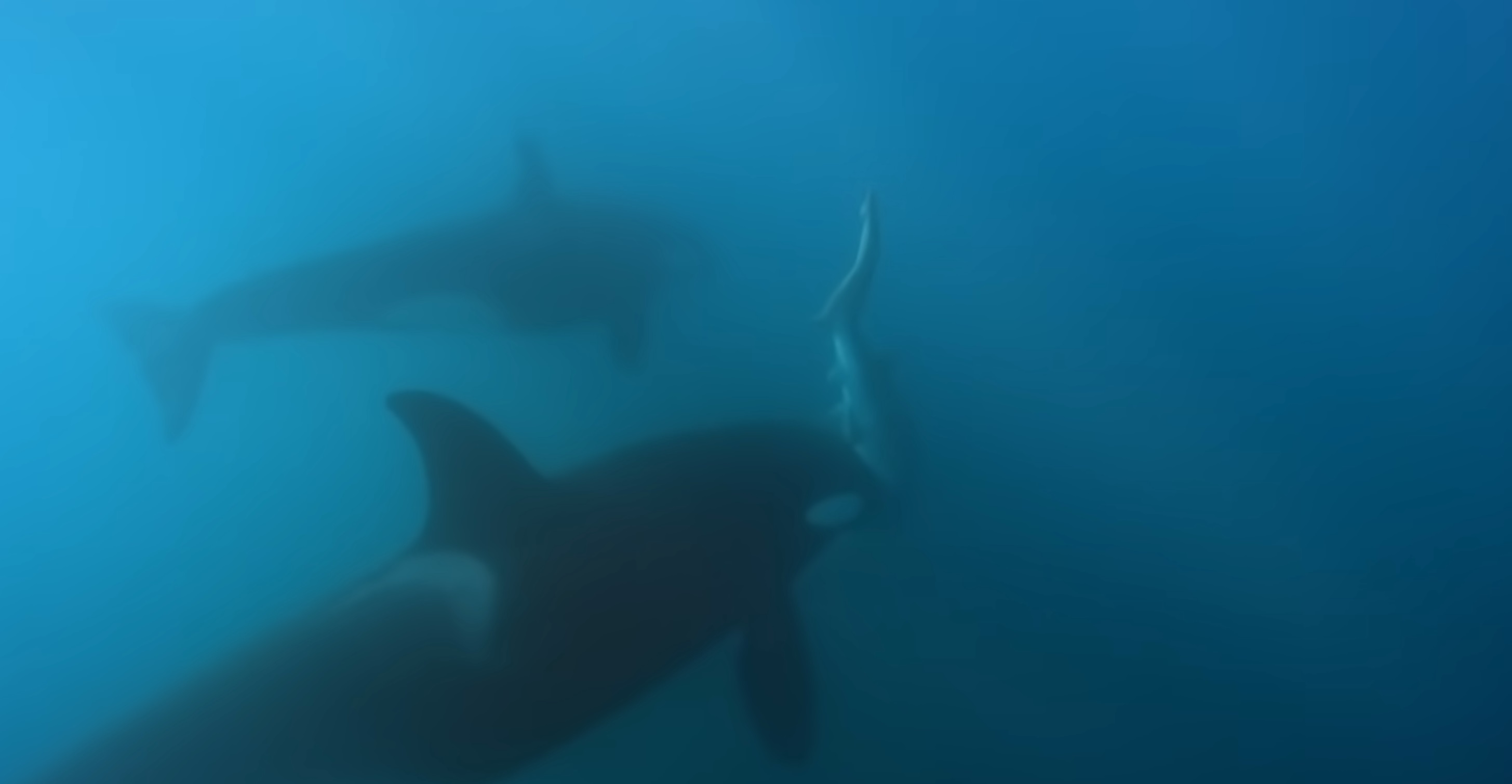 Orca Hunts Seven Gill Sharks