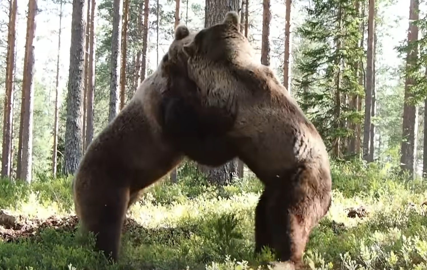 Intense  Bear Fight