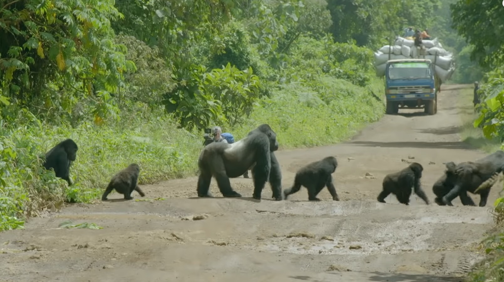 Gorilla Family Crossing The Road