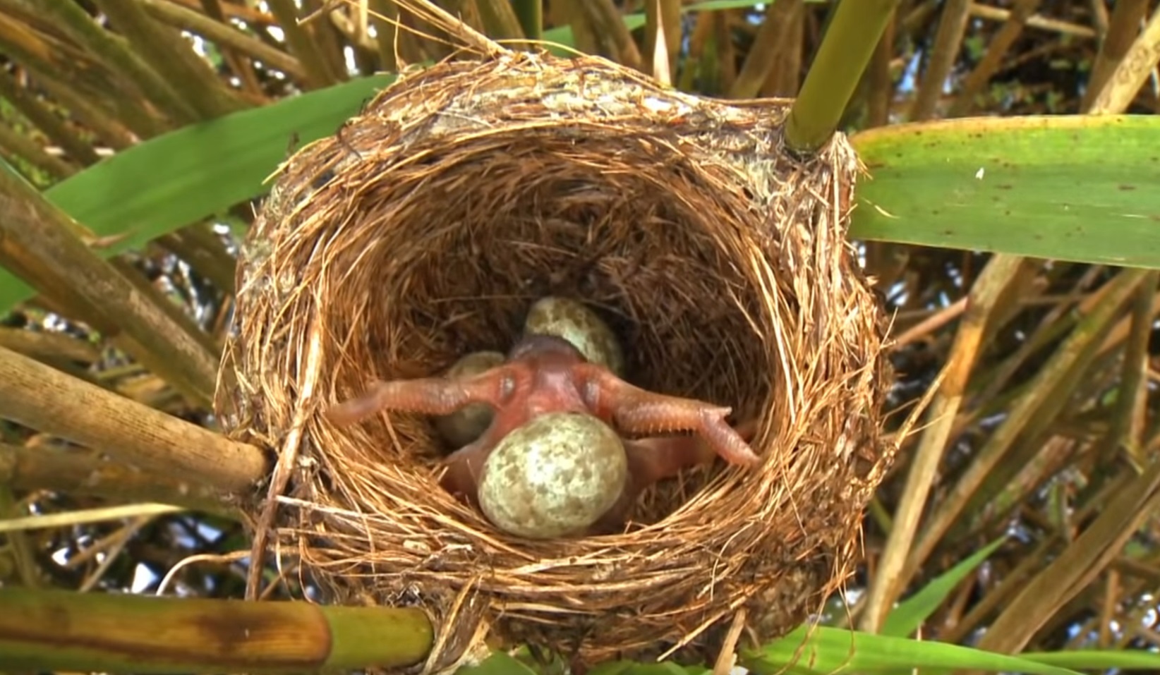 Cuckoo Chick  Ejects Eggs of Reed Warbler out of the nest