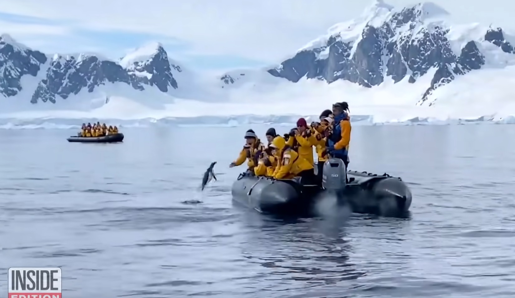 Penguin Tries To Jump In Boat While Chased By Killer Whales