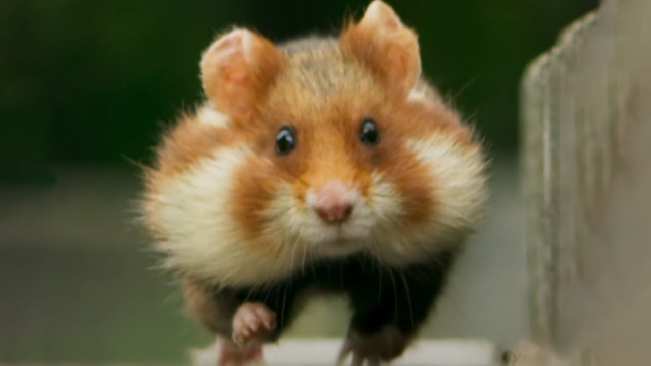 Cute Hamster Walk Video