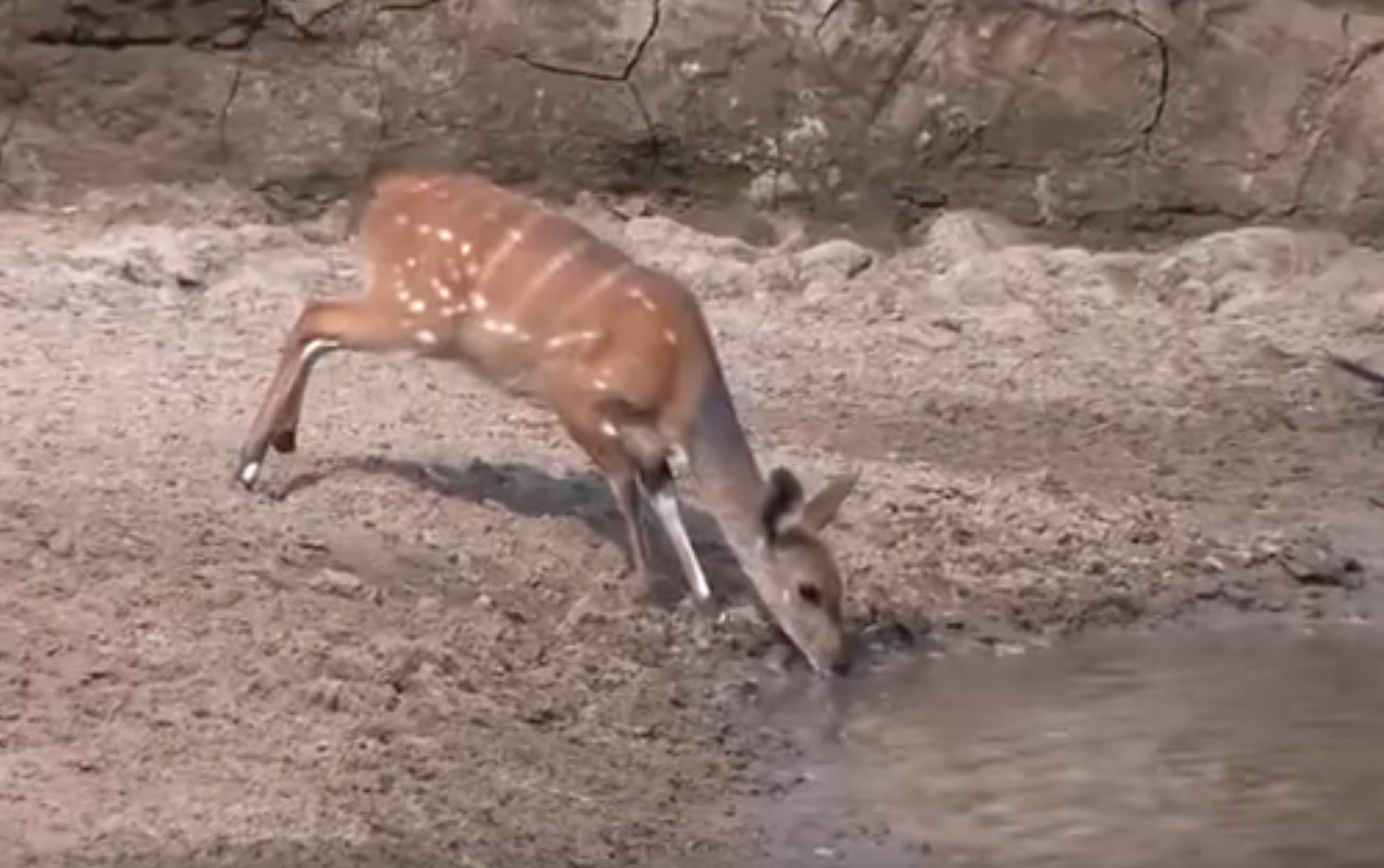 Deer Has Really  Good  Reflexes