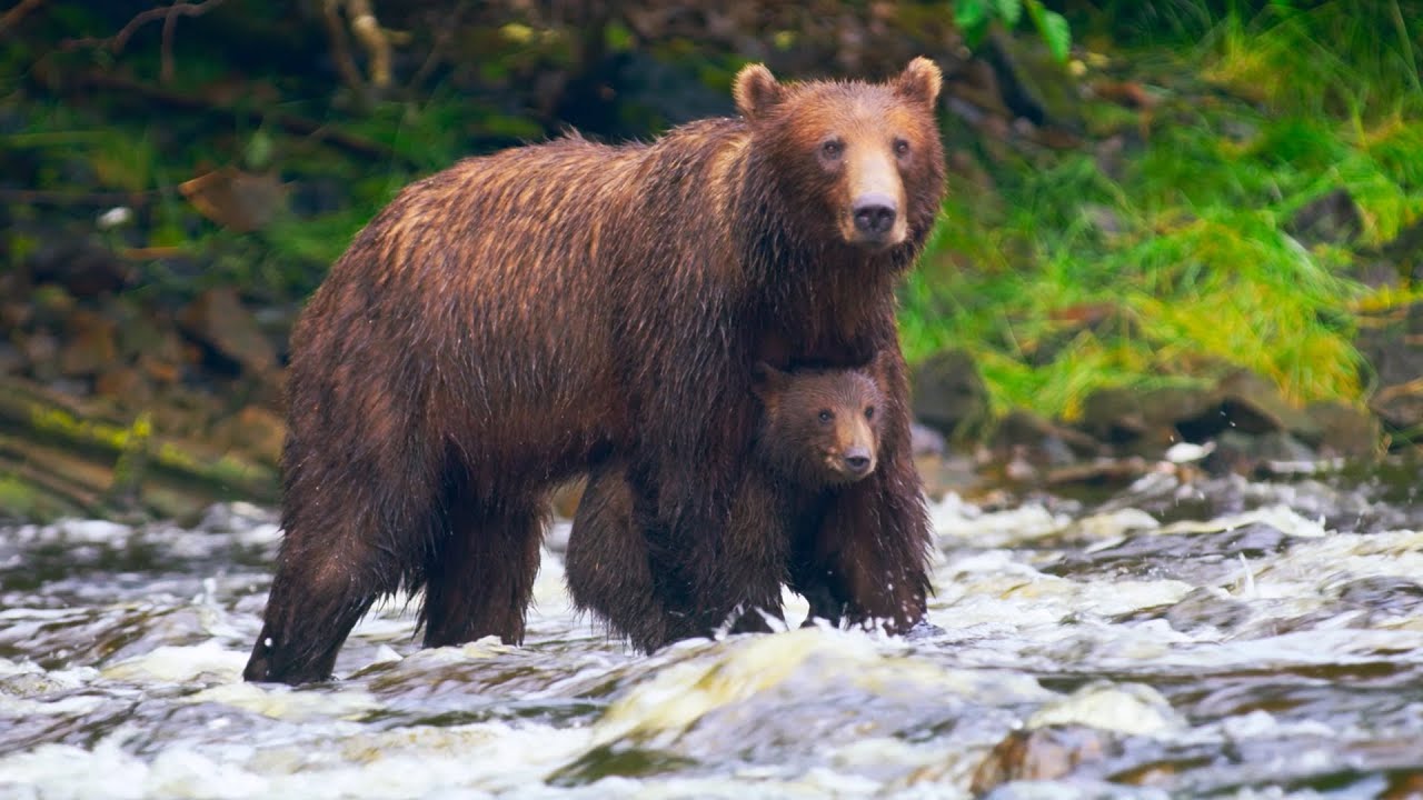 Mother Bear Leads  Cub  In  Dangerous Rapids