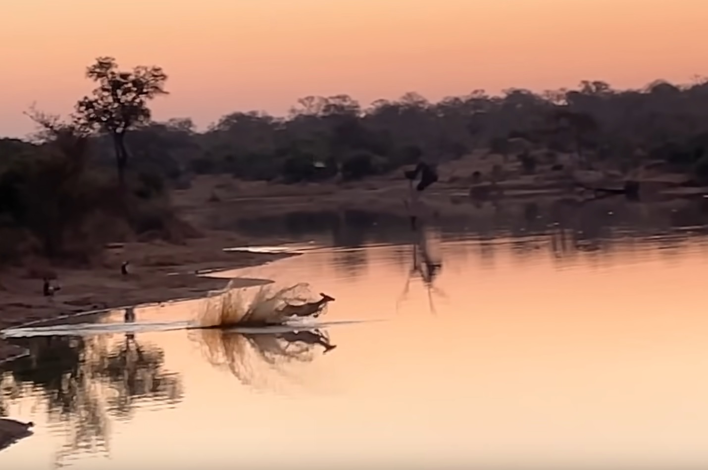 Lucky Impala  Outsmarts Wild  Dogs And  Hippo