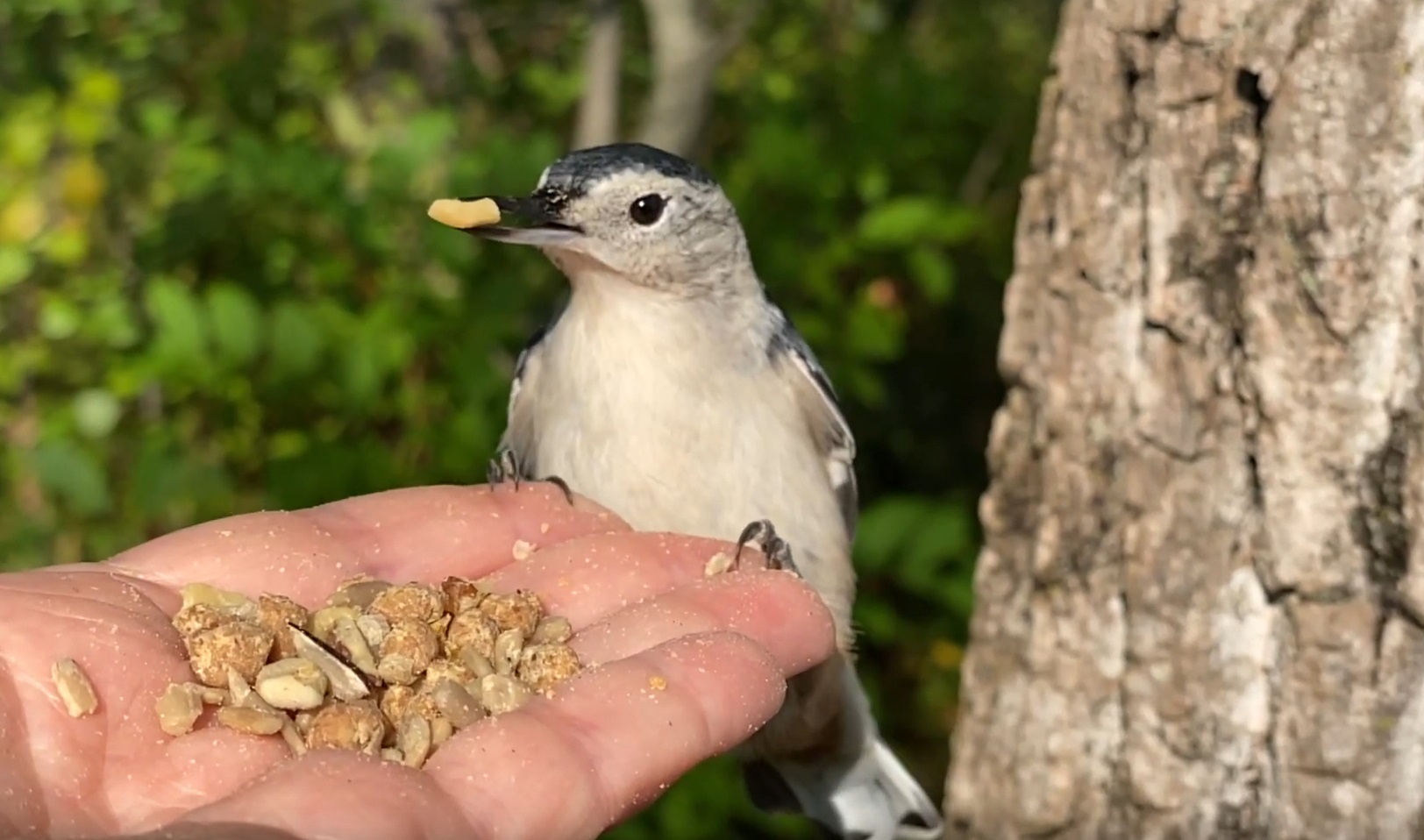 Hand Feeding White-breasted Nuthatch