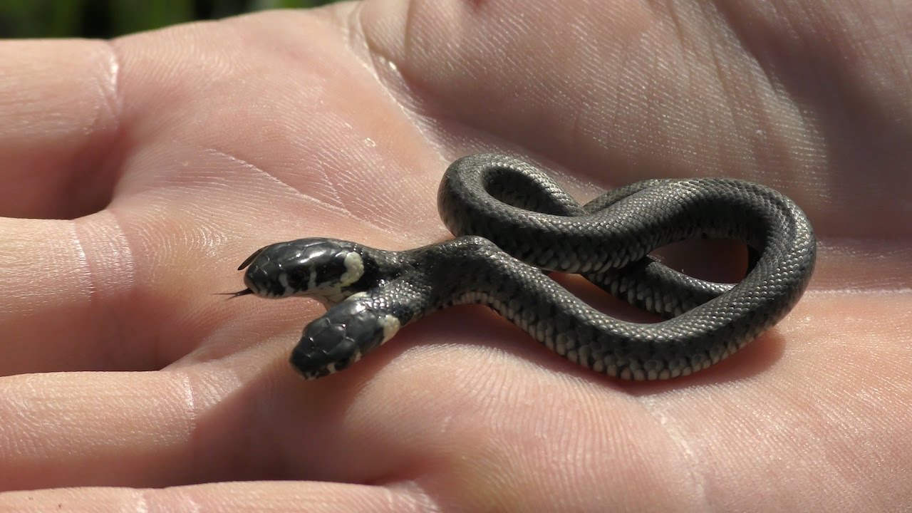 Two-Headed Snake In Croatia
