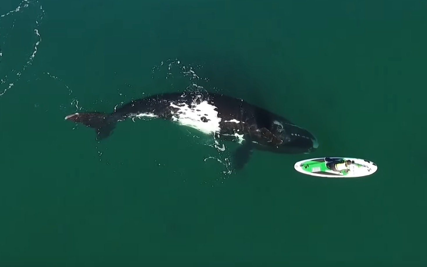 Curious Whale Nudges Paddleboarder