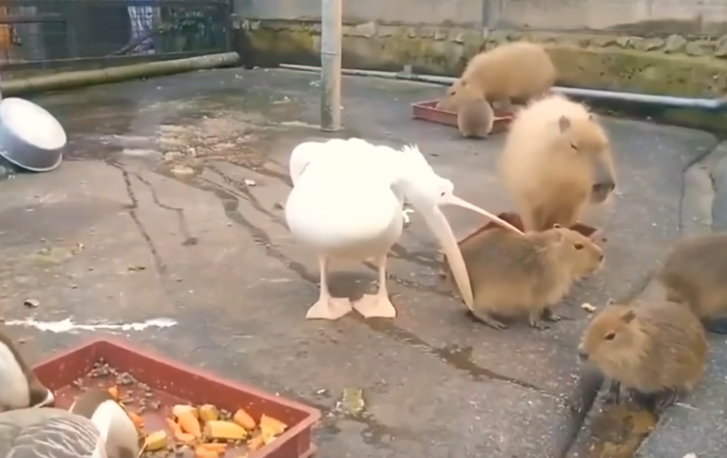 Pelican Tries To Eat Capybara