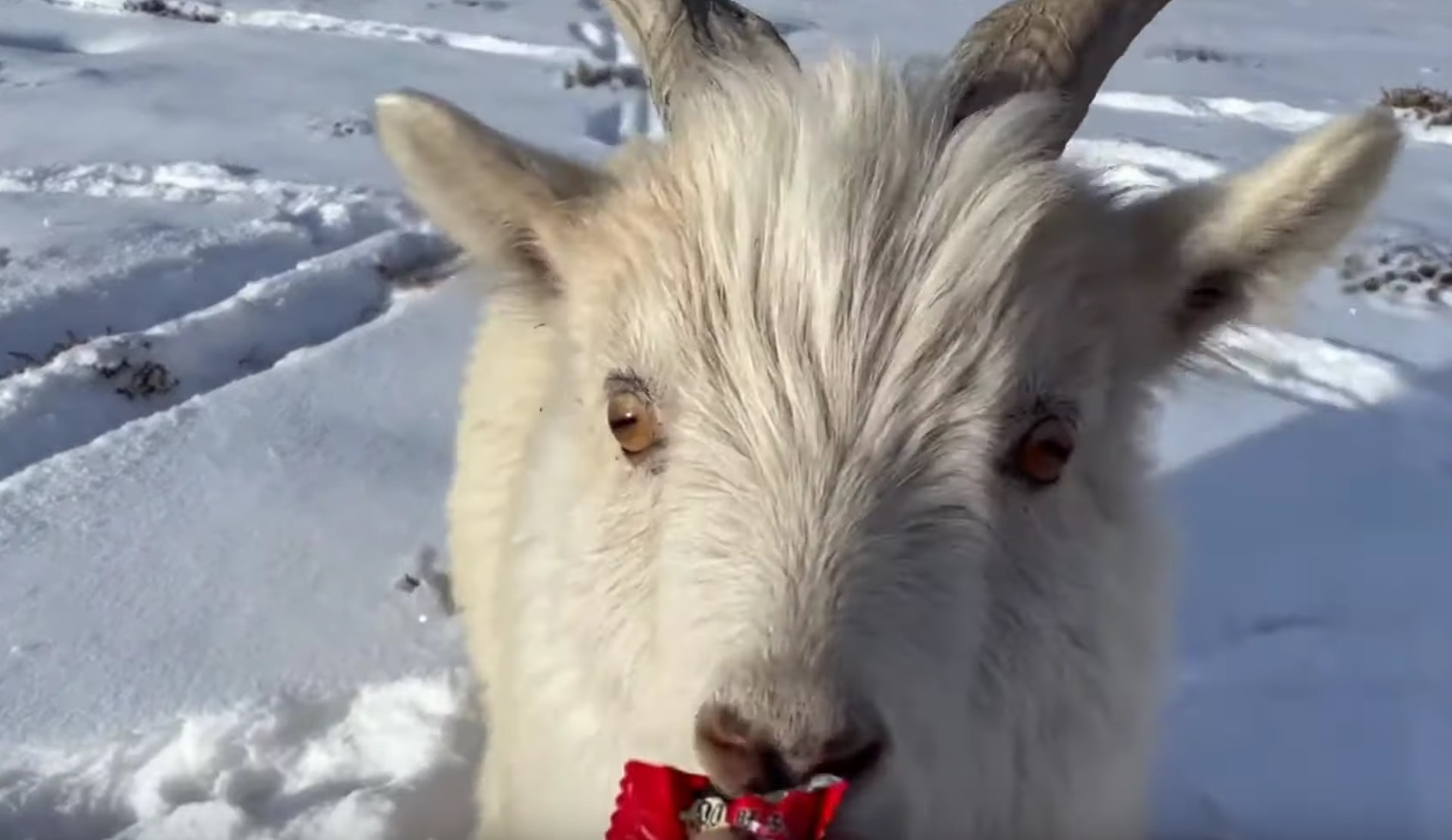 Cute Little Goat Comes Running When Called