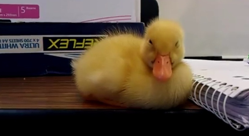 Baby Duck Can't Stay Awake