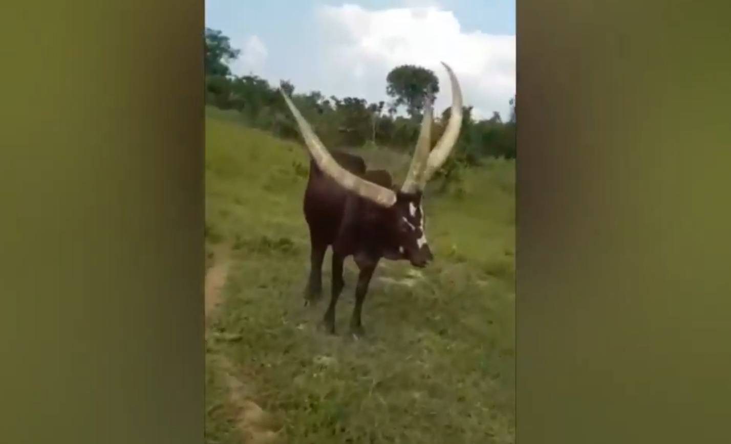 Bizzare Bull With Three Horns