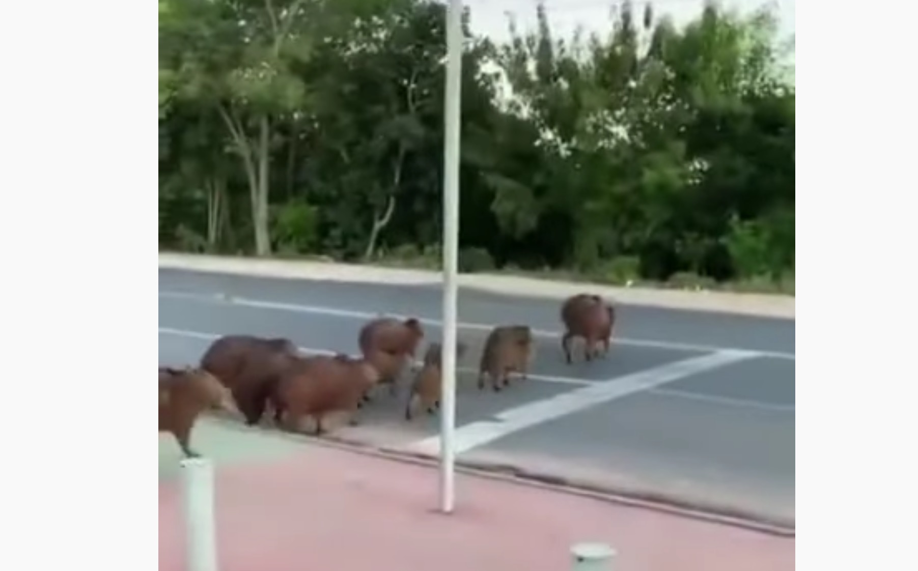 Capybaras Wait For Traffic To Cross Street