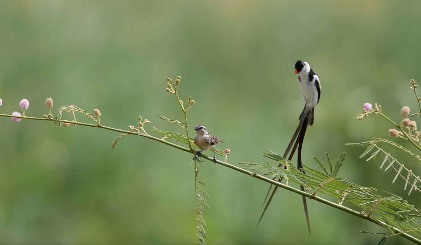 Pin-tailed Whydah Courtship Dance