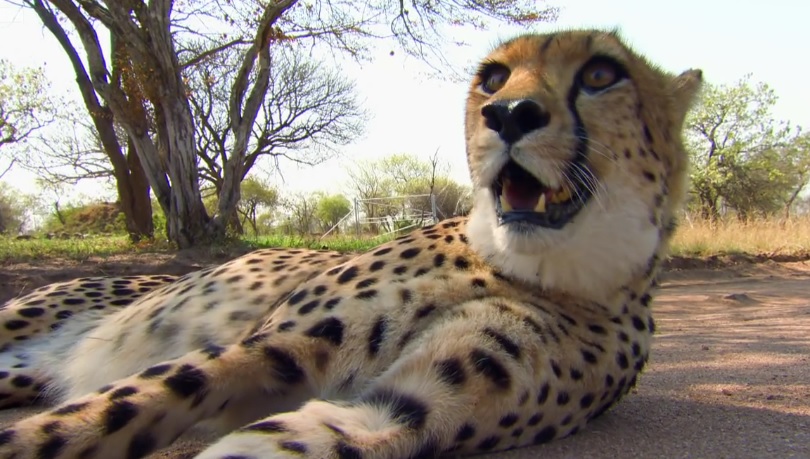 Cheetah Sprints To Practice Release  Into The Wild