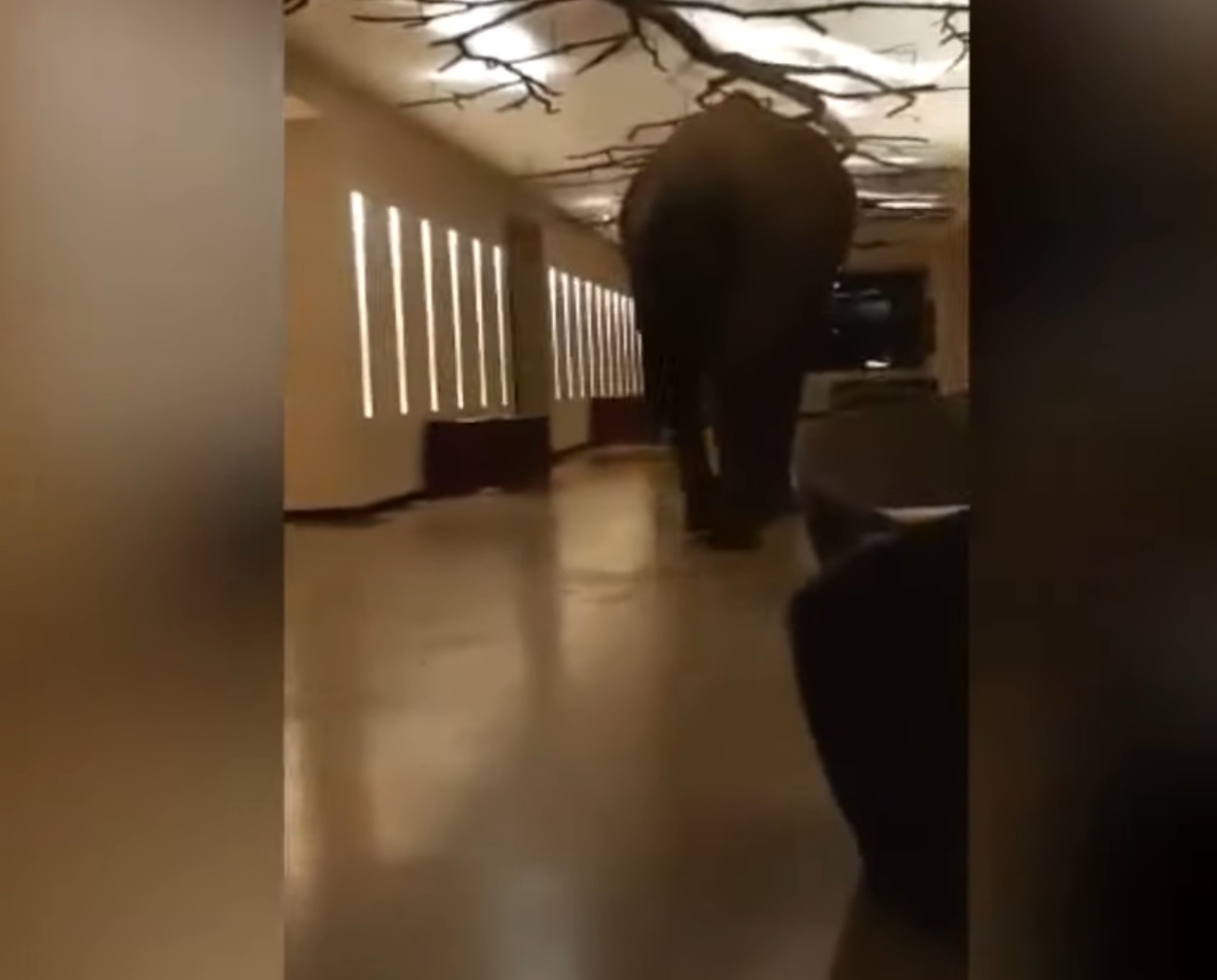 Elephant Walks Into Hotel Video