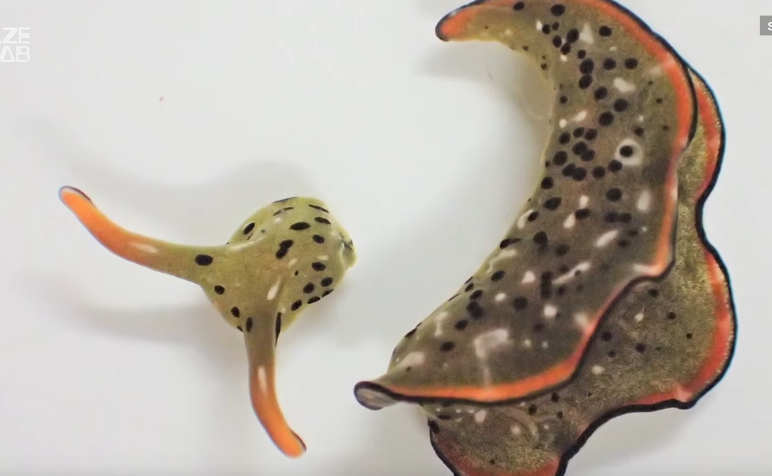 Sea Slug Detaches Its Head and Regenerate a Brand New Body?