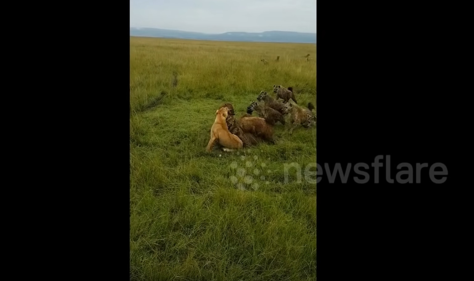 Lone Lioness Gets Attacked By Hyenas