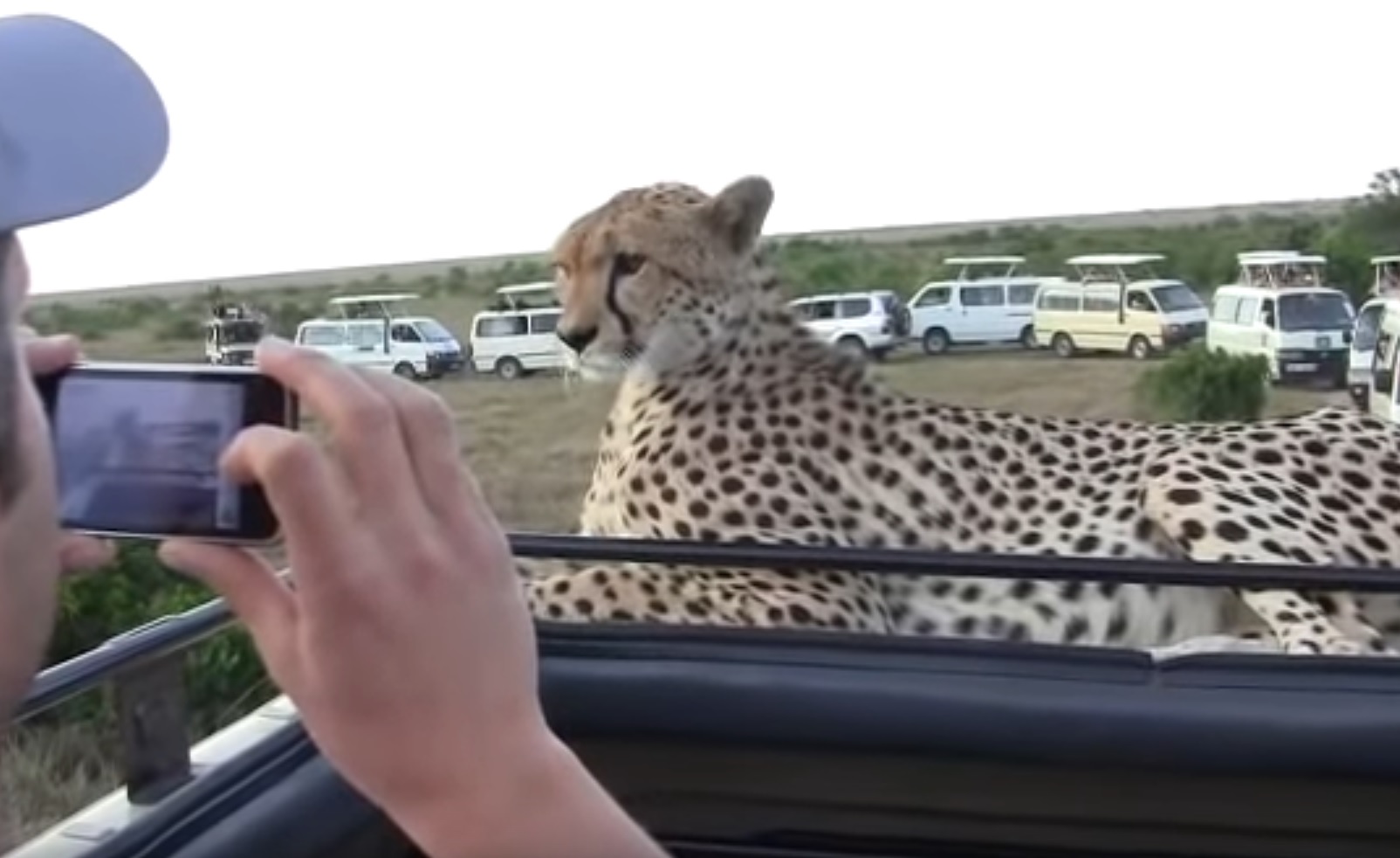 Cheetah Jumps On Tourist Jeep