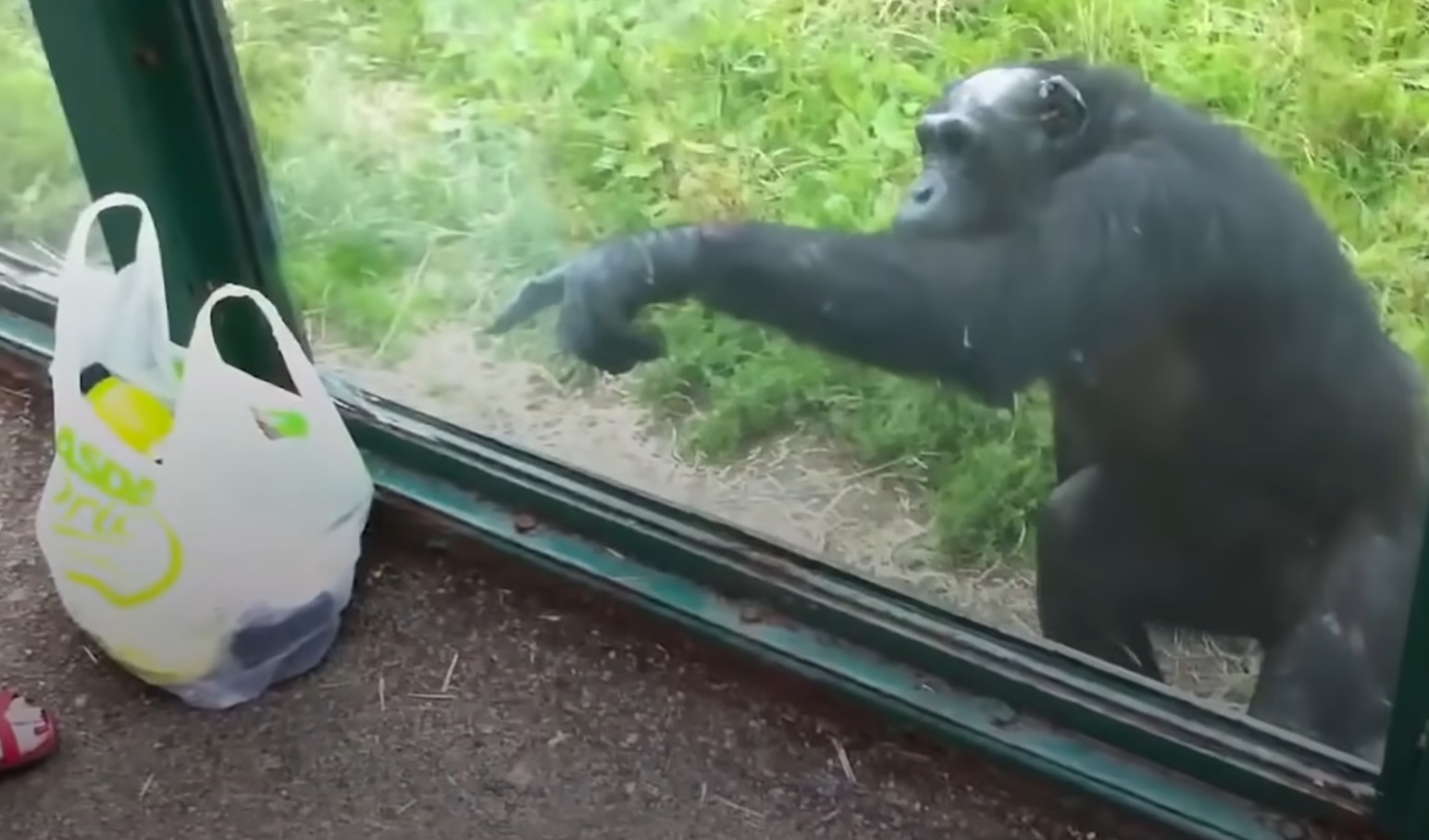 Smart Chimp Asks Visitors For Drink