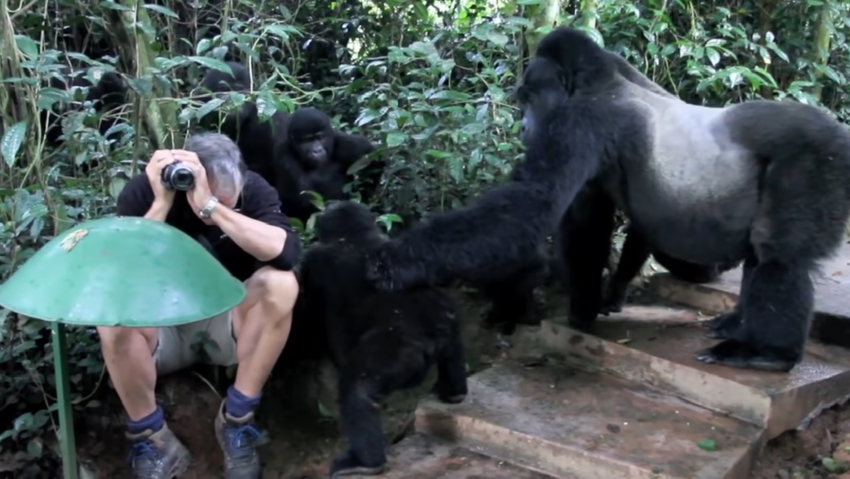 Wild Mountain Gorillas Inspecting Human