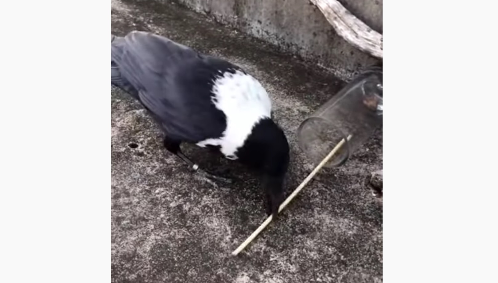 Raven Uses Stick To Get Food