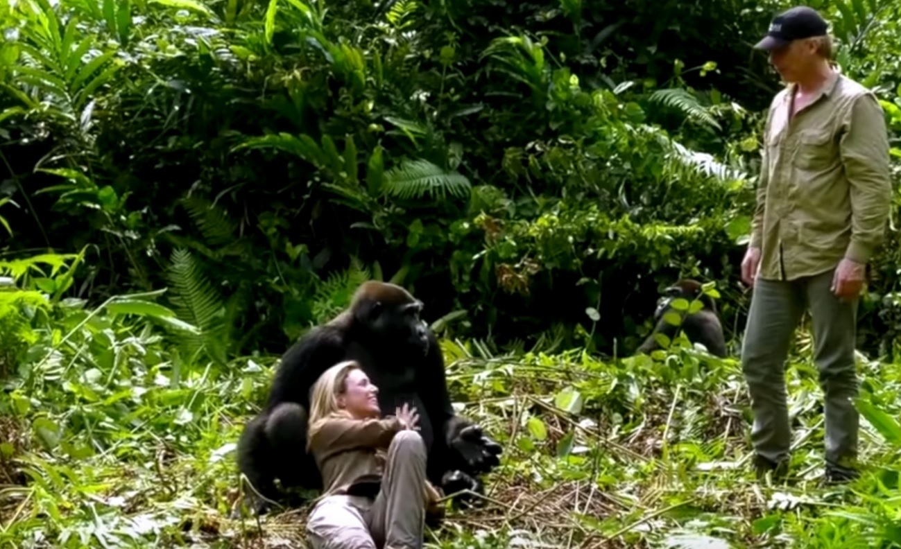 Wild Gorillas Acting Playful With Couple