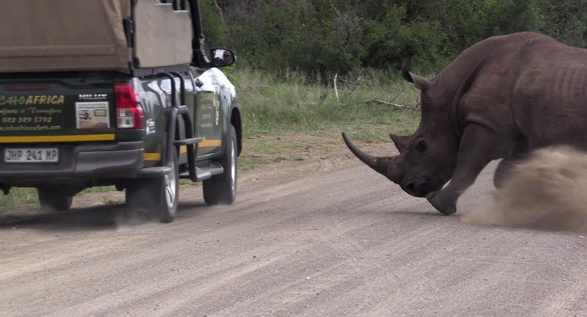 Rhino Bull Protecting His Family Charge Cars