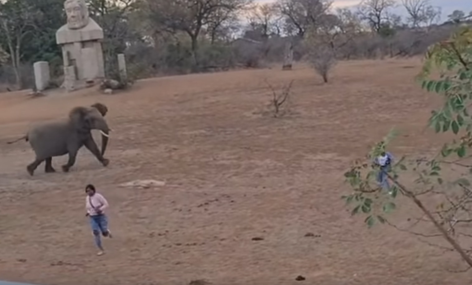 Tourists Get Too Close To Elephants Learn A Lesson