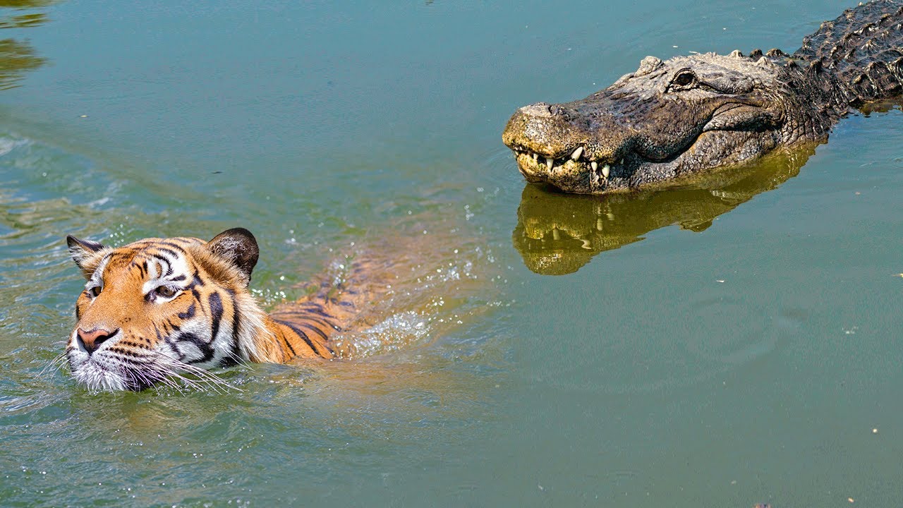 When Big Cats Face Crocodiles