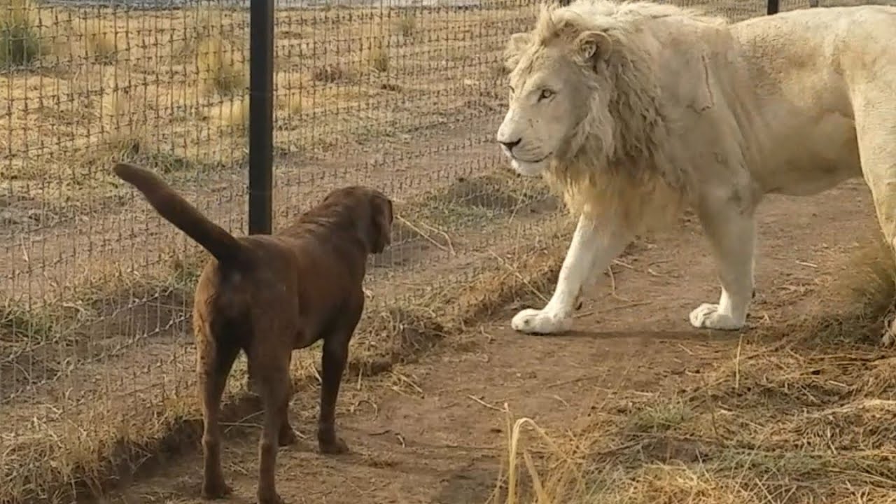 Lion Greets His Dog Friend