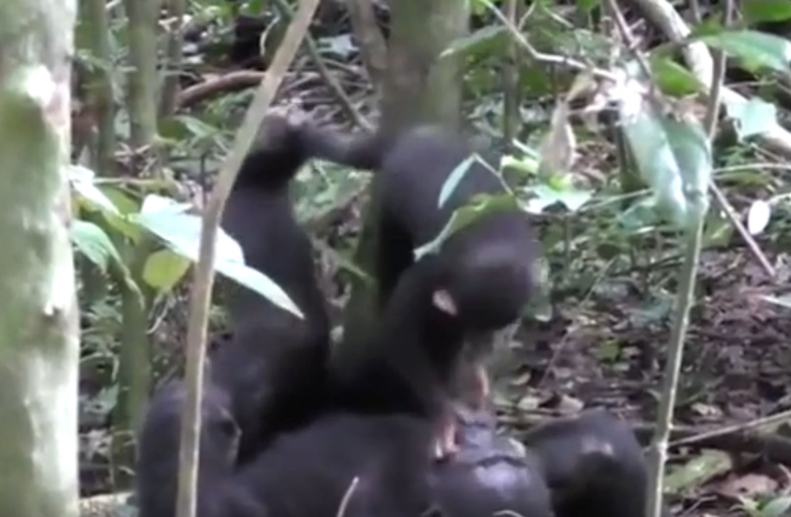 Chimp Plays Airplane With Baby