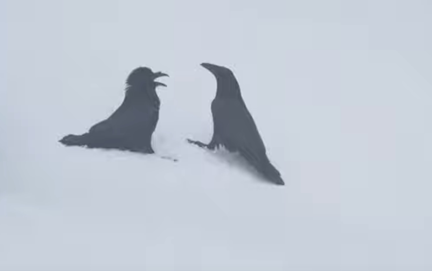 Ravens Playing In The Snow