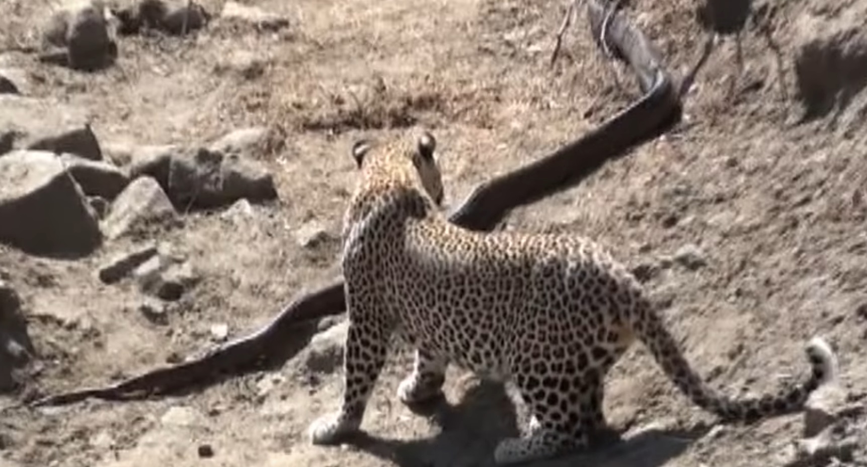 Leopard Attacks Python In Kruger