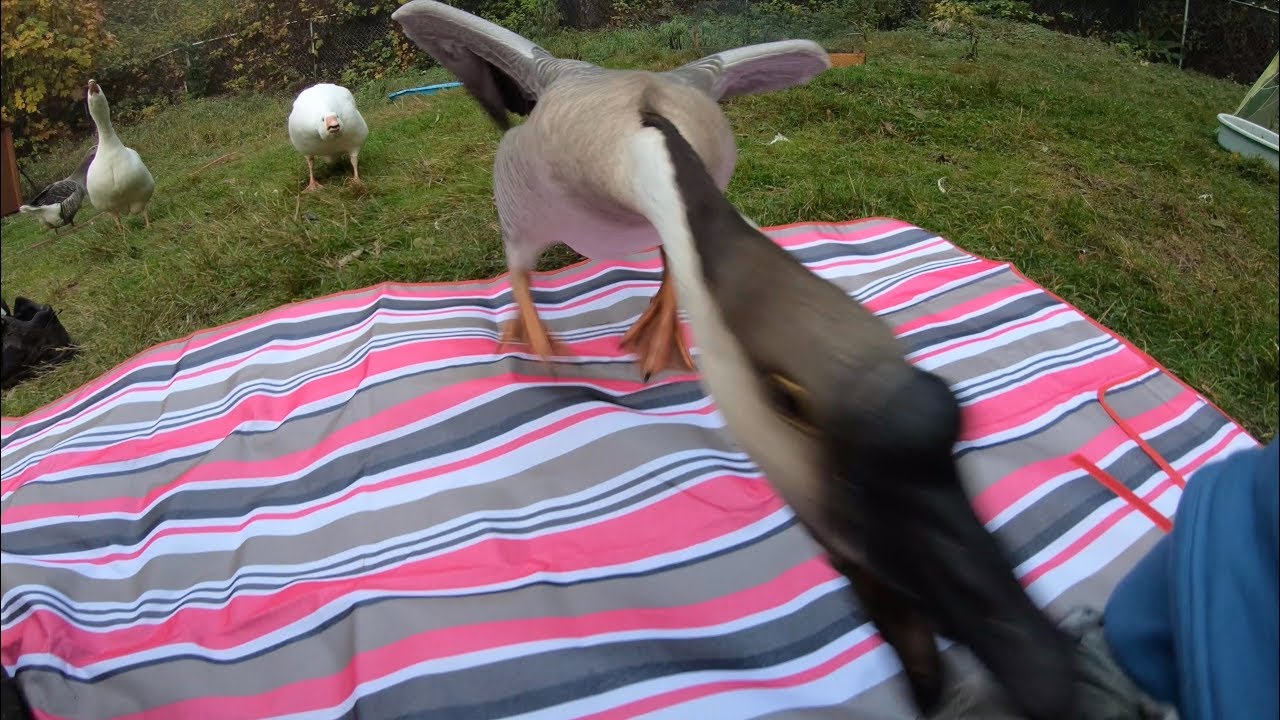 Pet Goose Hugs Owner But Attacks Everyone Else